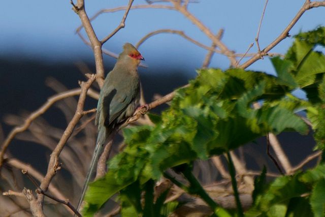 A Red-faced Mousebird scrounging through the refuse and composting on the wine estate