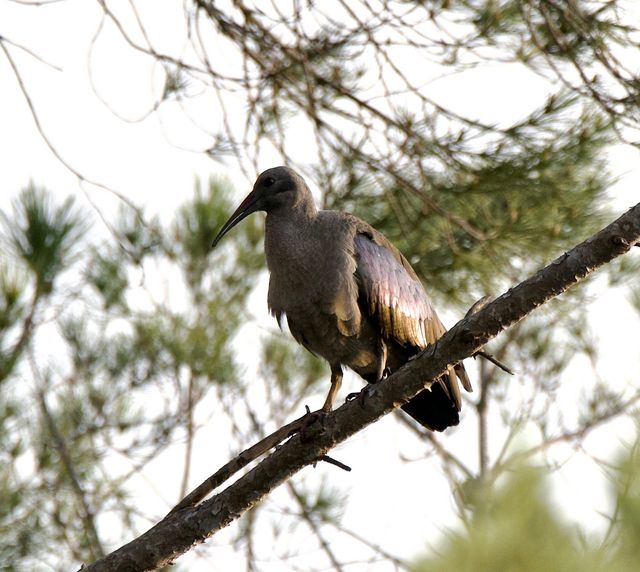 An adult Hadeda perched high up in a Stone Pine