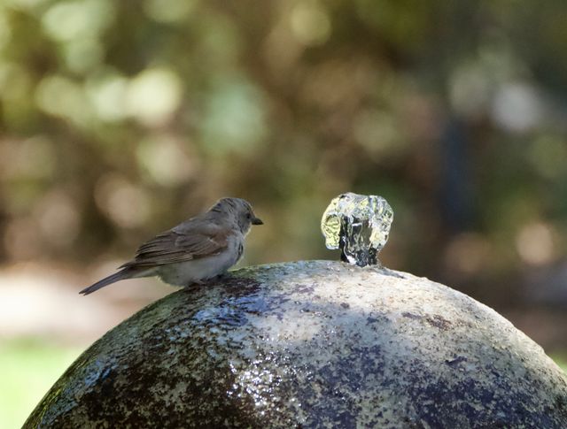 A Grey-headed Sparrow cools off on a water feature