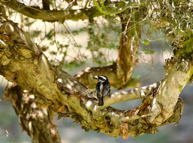 An Acacia Pied Barbet sitting in the boughs of a groomed Acacia tree