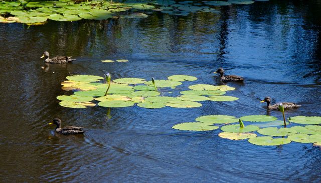 Four adult Yellow-billed Ducks swim through the water lillies in the lower Langverwacht dam.