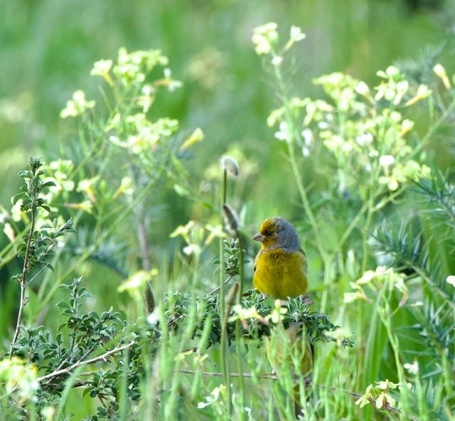 A male Cape Canary perched atop a bushel of flowering plants