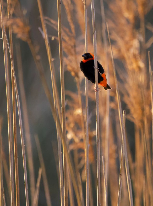 A male Red Bishop all puffed up and looking for a mate