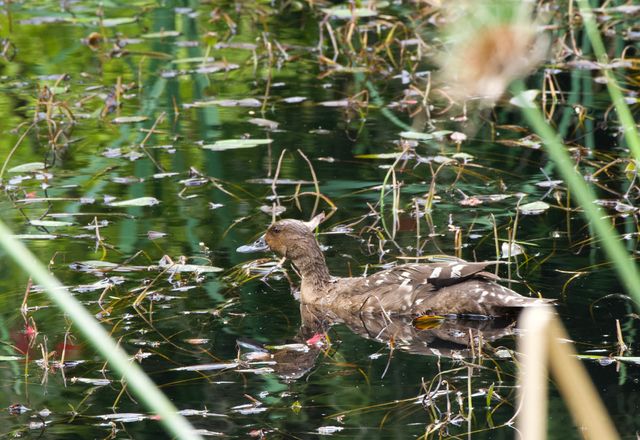 An adult African Black Duck swimming on a lily-covered pond