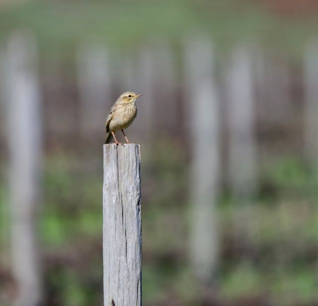 An African Pipit perched atop a post