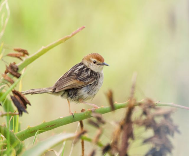 An adult Levaillant's Cisticola perched on the fleshy leaf of an aloe