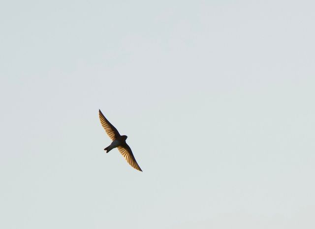 A Brown-throated Martin was zooting around looking for flying insects to eat
