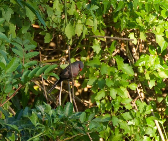 These waxbills were diving in and out of the hedges above the middle dam