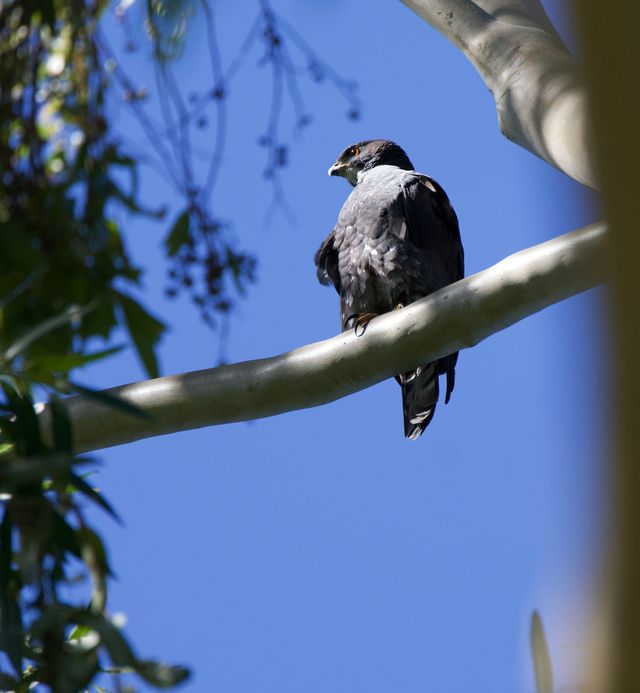 A lone Black Sparrowhawk (Dark morph) keeping a watchful eye from a tall Eucalyptus tree