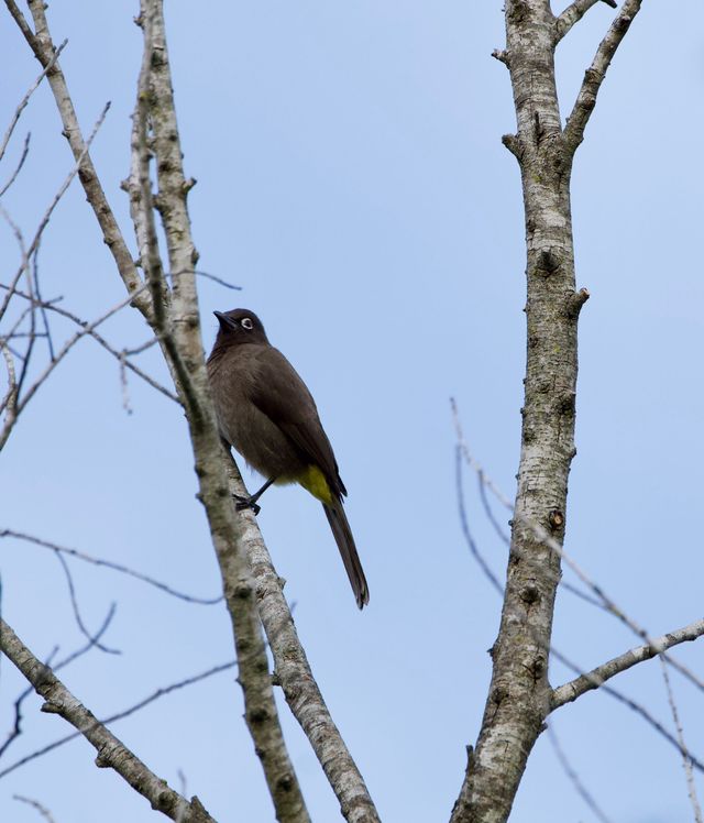 A Cape Bulbul perched half-way up a bare tree