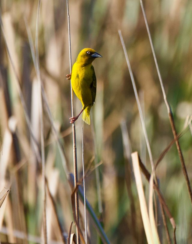 A male Cape Weaver clings to the bullrushes on the edge of an irrigation dam