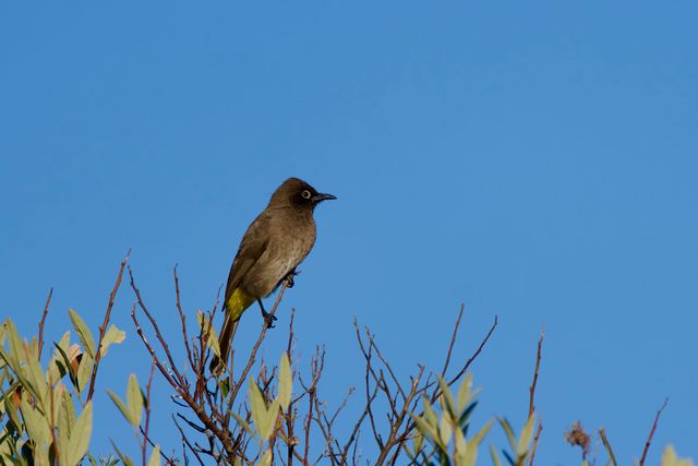 This Cape Bulbul was happily sunning itself in the afternoon sun