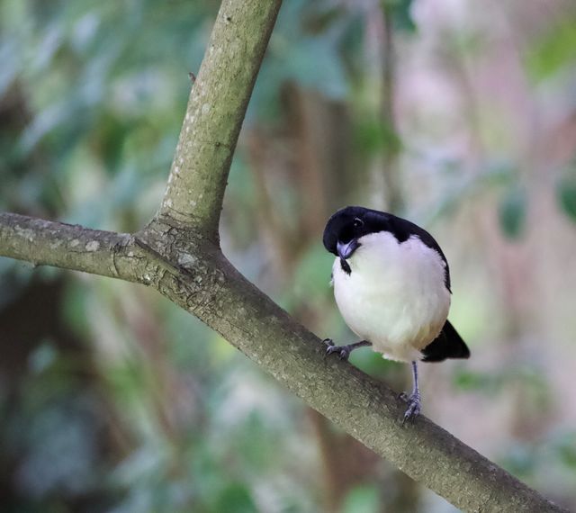 An adult male Southern Boubou perched on a branch, and glancing upwards into the canopy of the trees