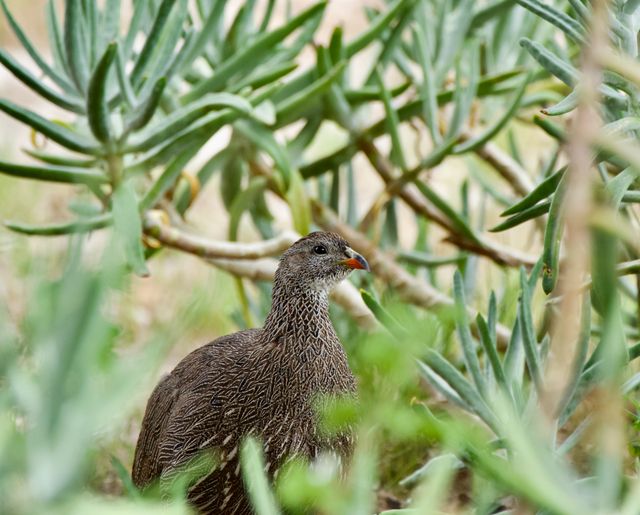 An adult Cape Spurfowl peeks through the thick succulent vegitation