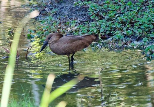 An adult Hamerkop foraging for food in the shallow waters of the middle dam