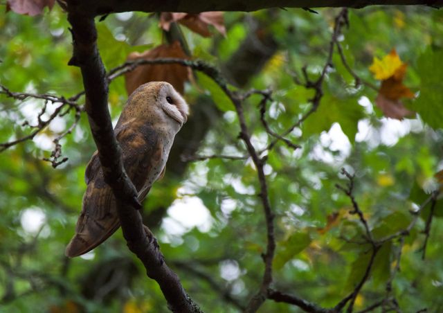 An inquisitive Barn Owl flew up to the Oak Tree near the wine tasting venue at the Wine Estate while we were eating on the patio. Luckily I had my camera on hand.
