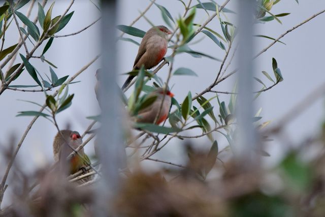 A flock of Common Waxbills perched in an Olive bush behind the Lifestyle Estate fence