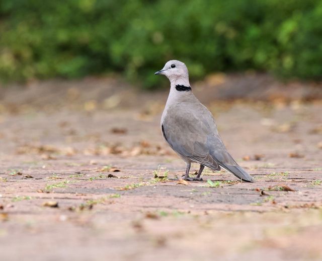 An adult Ring-necked Dove (Cape Turtle Dove) walking across paving