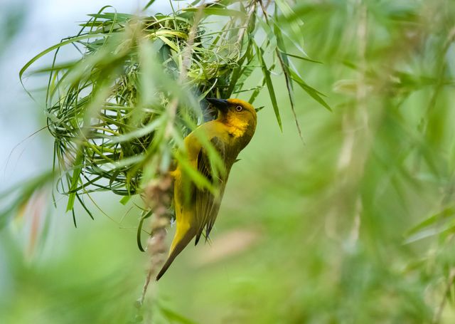 The male weavers are hard at work building nests over the middle dam
