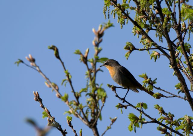 An adult Cape Robin-chat high up in the branches of a tree