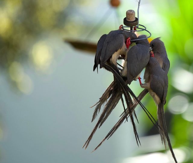 Five adult White-backed Mousebirds huddled around a hanging bird-feeder