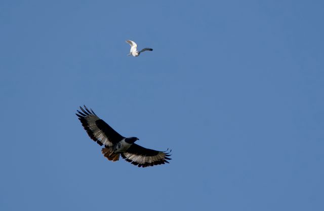 A Black-winged Kite mobbing a Jackal Buzzard in mid-air