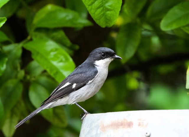 An adult Fiscal Flycatcher perched on the edge of a large wooden barrel