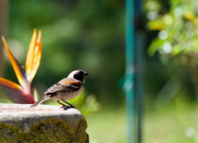 A male adult Cape Sparrow perched on the edge of a bird-bath