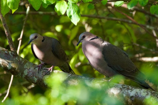 A pair of Red-Eyed Doves size each other up