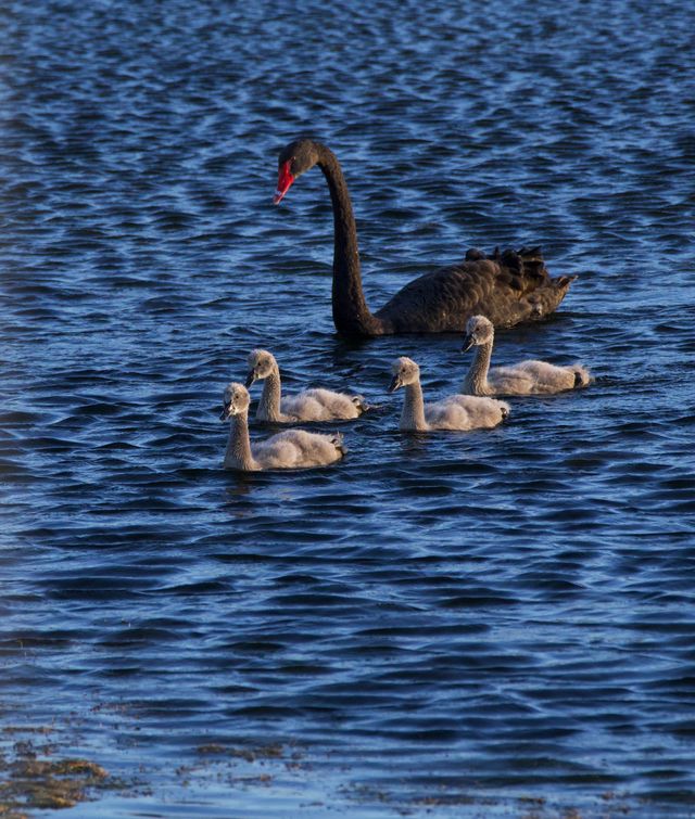 An adult pair of Black Swans guiding their 5 cygnets through the Lifestyle Estate's upper dam