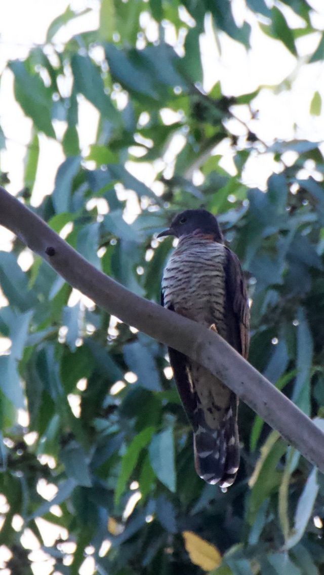 A Red-chested Cuckoo was calling from high up in a Eucalyptus tree