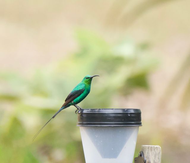 An adult male Malachite Sunbird perched atop a plastic rain gauge