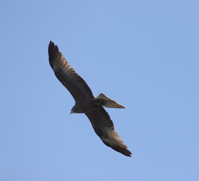 An adult Yellow-billed Kite soaring above the photographer