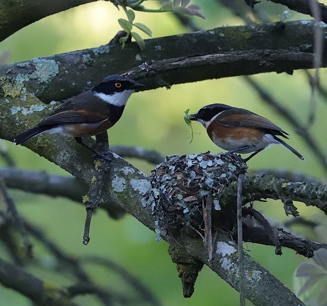An adult pair of Cape Batises close to their nest. The female is carrying what appears to be a Praying Mantis in her beak, ready to feed it to her chicks.