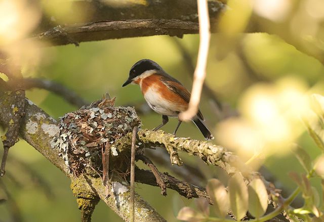 A female Cape Batis looking at the chicks in her nest