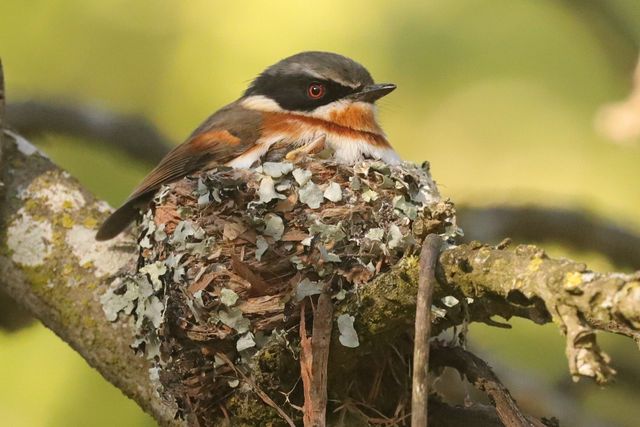 A female Cape Batis sitting on her nest