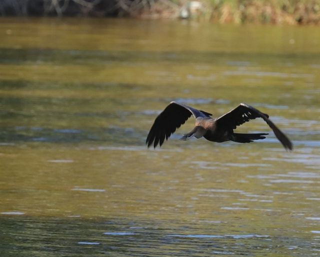 An African Darter flies just above the water near the Manor House
