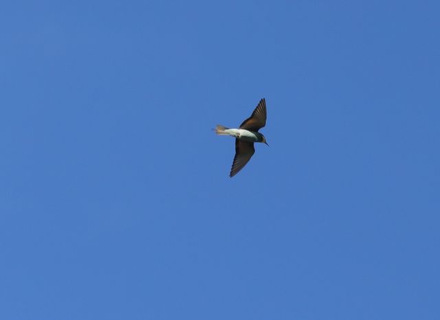 A European Bee-eater catching insects high above the photographer