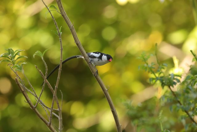 A male Pin-tailed Whydah clinging to the stem of a plant