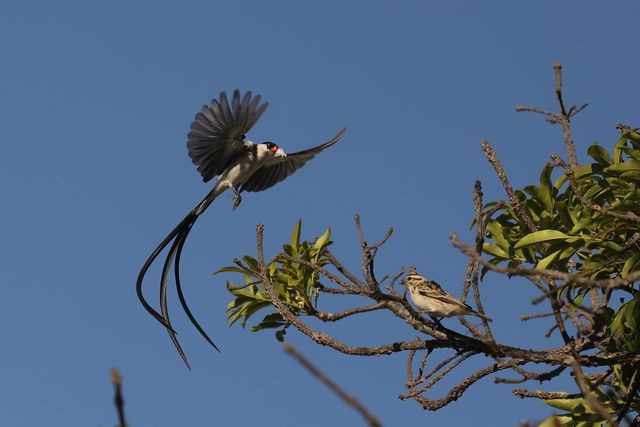 A male Pin-tailed Whydah hovers near a female in a tree, displaying.