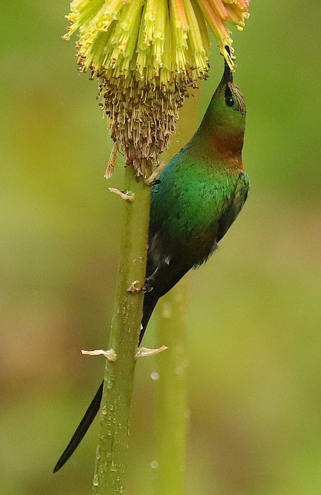 An adult male Malachite Sunbird eating from a Hot-poker Aloe