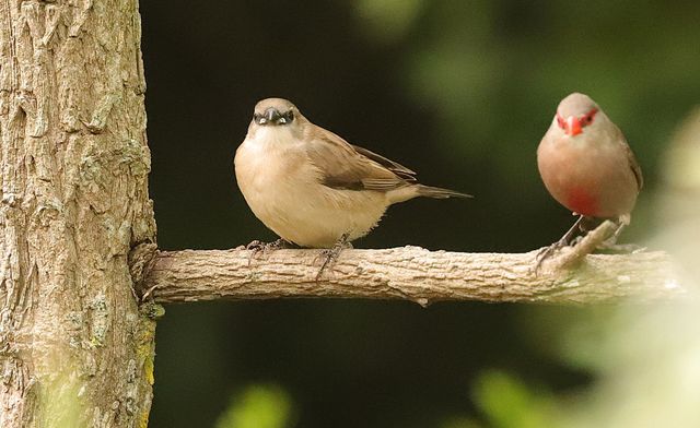 A juvenile and adult Common Waxbill perched on a tree branch