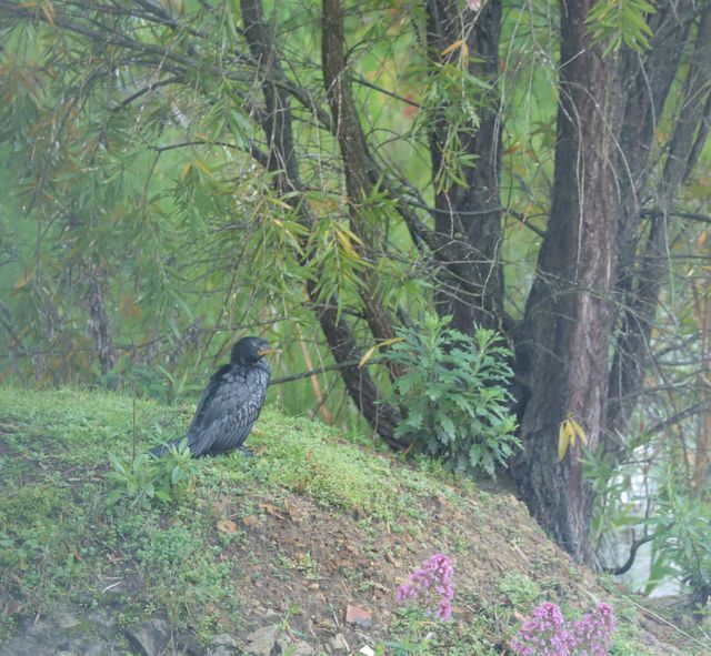 An adult Reed Cormorant perched on the grassy-verge of a local pond