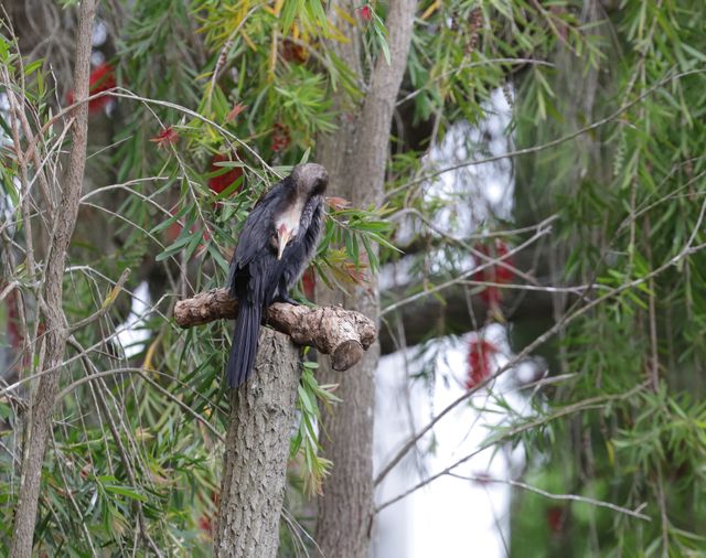 An adult Reed Cormorant scratching the back of its head against its wing