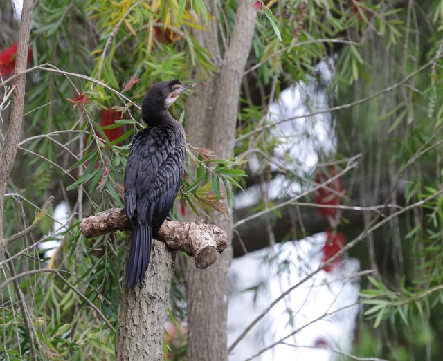 An adult Reed Cormorant perched atop a sawn-off branch
