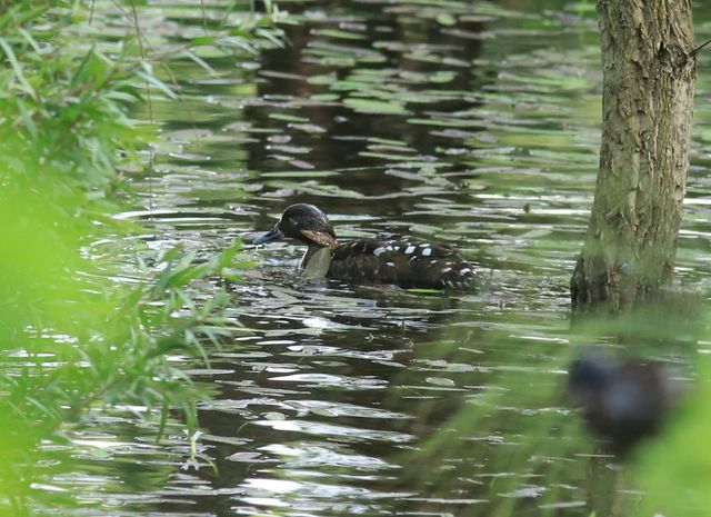 An adult African Black Duck swimming in a lily-covered pond