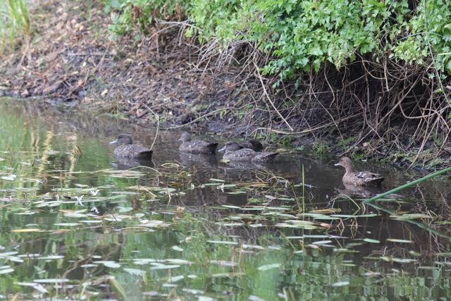 Five African Black Ducks paddling in a lily-covered pond