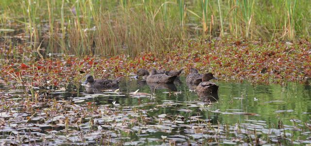 Five African Black Ducks paddling through a lily-covered pond