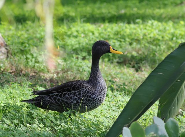 An adult Yellow-billed Duck walking on the grassy bank of a pond