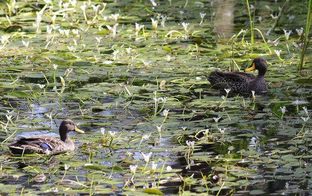 A couple of adult Yellow-billed Ducks wading through a lily-covered pond